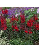 Pompás lobélia / LOBELIA speciosa F1 'Starship Scarlet'