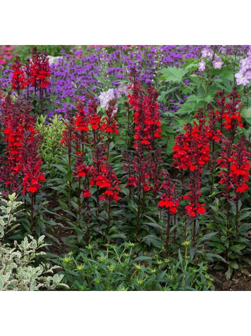 Pompás lobélia / LOBELIA speciosa F1 'Starship Scarlet'