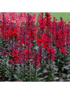 Pompás lobélia / LOBELIA speciosa F1 'Starship Scarlet'