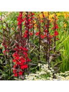 Pompás lobélia / LOBELIA speciosa F1 'Starship Scarlet'