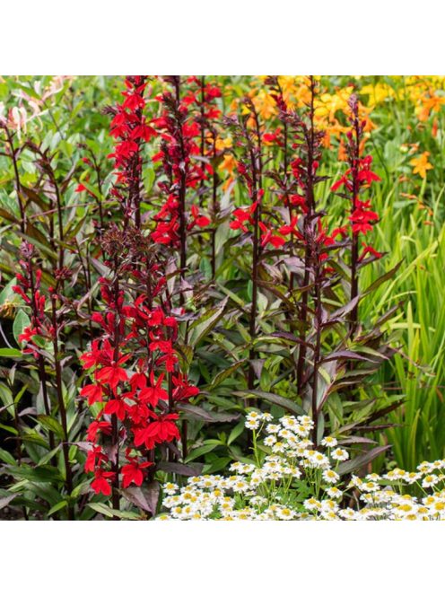 Pompás lobélia / LOBELIA speciosa F1 'Starship Scarlet'