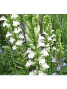 Orvosi lobélia / LOBELIA siphilitica 'Alba'