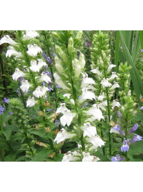 Orvosi lobélia / LOBELIA siphilitica 'Alba'