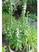 Orvosi lobélia / LOBELIA siphilitica 'Alba'