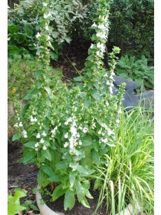 Orvosi lobélia / LOBELIA siphilitica 'Alba'