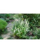 Orvosi lobélia / LOBELIA siphilitica 'Alba'