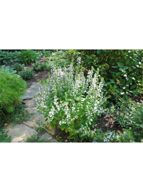 Orvosi lobélia / LOBELIA siphilitica 'Alba'
