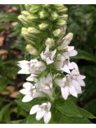 Orvosi lobélia / LOBELIA siphilitica 'Alba'