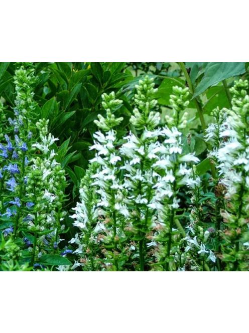 Orvosi lobélia / LOBELIA siphilitica 'Alba'