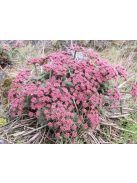  LOMATIUM columbianum 