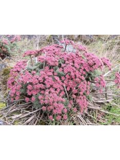  LOMATIUM columbianum 