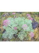  LOMATIUM columbianum 
