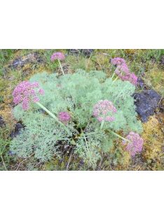  LOMATIUM columbianum 