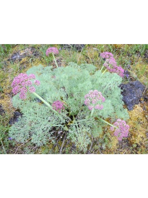  LOMATIUM columbianum 
