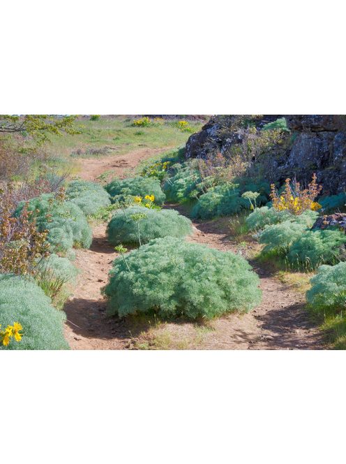  LOMATIUM columbianum 
