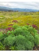  LOMATIUM columbianum 