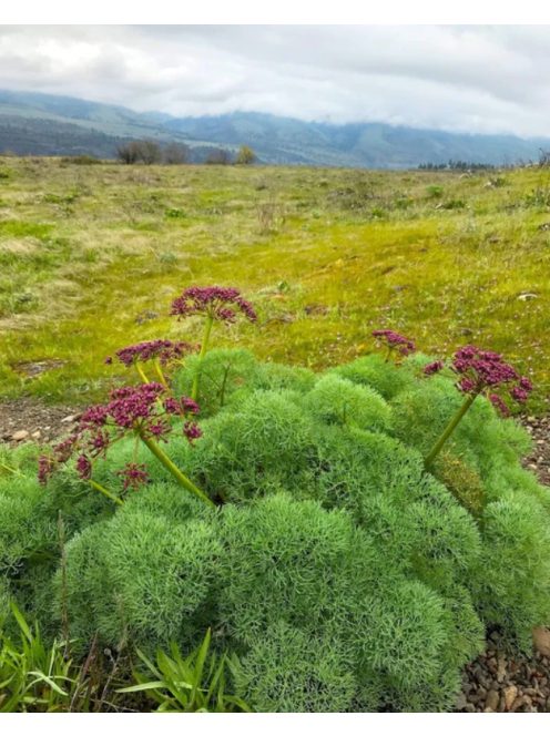  LOMATIUM columbianum 