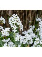 Erdei holdviola / LUNARIA rediviva 
