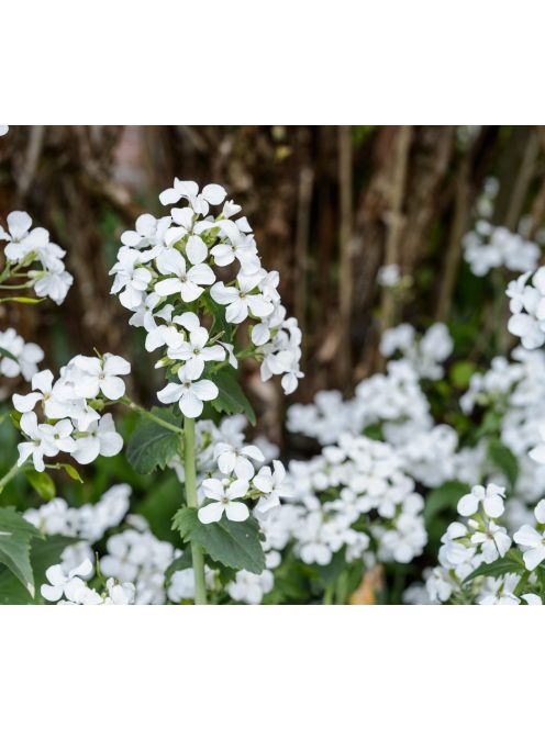 Erdei holdviola / LUNARIA rediviva 