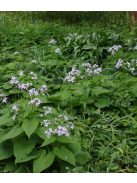 Erdei holdviola / LUNARIA rediviva 