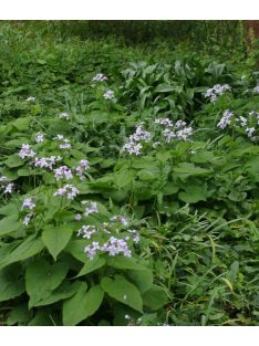 Erdei holdviola / LUNARIA rediviva 