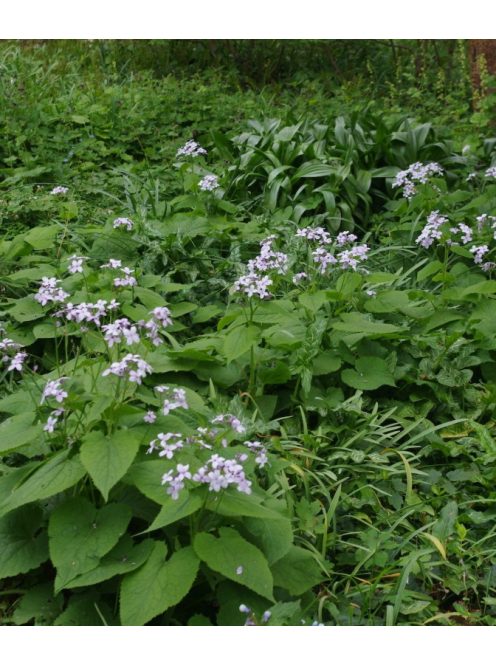 Erdei holdviola / LUNARIA rediviva 