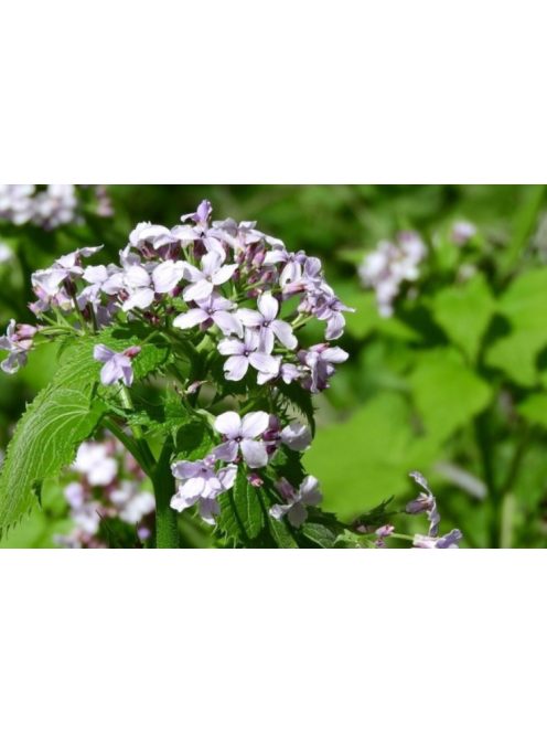 Erdei holdviola / LUNARIA rediviva 