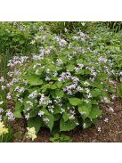 Erdei holdviola / LUNARIA rediviva 