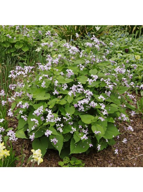 Erdei holdviola / LUNARIA rediviva 