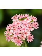 Égőszerelem / LYCHNIS chalcedonica 'Carnea'