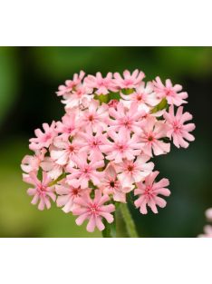 Égőszerelem / LYCHNIS chalcedonica 'Carnea'