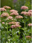Égőszerelem / LYCHNIS chalcedonica 'Carnea'