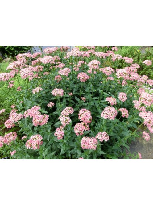 Égőszerelem / LYCHNIS chalcedonica 'Carnea'