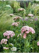 Égőszerelem / LYCHNIS chalcedonica 'Carnea'