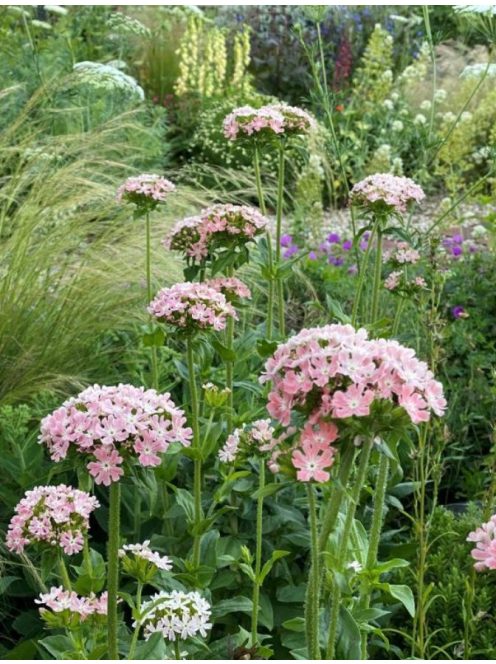 Égőszerelem / LYCHNIS chalcedonica 'Carnea'