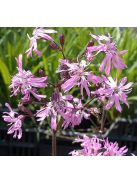 Réti kakukkszegfű / LYCHNIS flos-cuculi 'Nana'