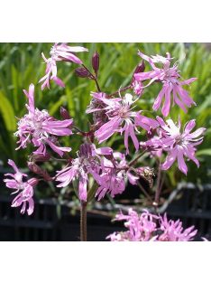 Réti kakukkszegfű / LYCHNIS flos-cuculi 'Nana'