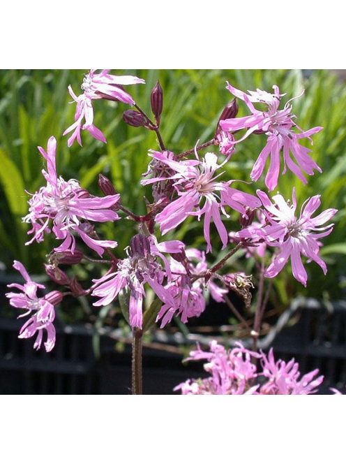 Réti kakukkszegfű / LYCHNIS flos-cuculi 'Nana'
