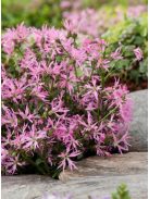 Réti kakukkszegfű / LYCHNIS flos-cuculi 'Nana'