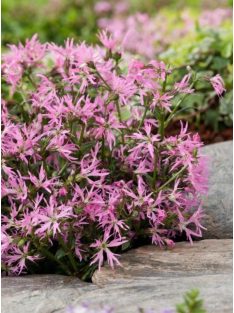 Réti kakukkszegfű / LYCHNIS flos-cuculi 'Nana'