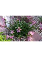 Réti kakukkszegfű / LYCHNIS flos-cuculi 'Nana'