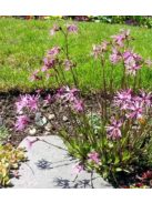 Réti kakukkszegfű / LYCHNIS flos-cuculi 'Nana'