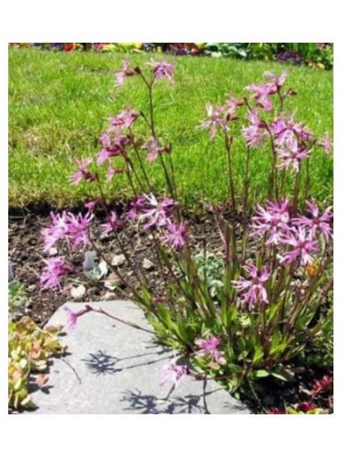 Réti kakukkszegfű / LYCHNIS flos-cuculi 'Nana'