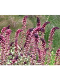 Bíborszínű lizinka / LYSIMACHIA atropurpurea 