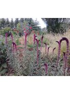 Bíborszínű lizinka / LYSIMACHIA atropurpurea 