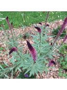 Bíborszínű lizinka / LYSIMACHIA atropurpurea 