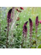 Bíborszínű lizinka / LYSIMACHIA atropurpurea 
