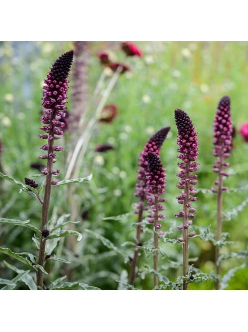 Bíborszínű lizinka / LYSIMACHIA atropurpurea 