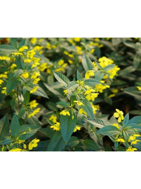 Rojtos lizinka / LYSIMACHIA ciliata 