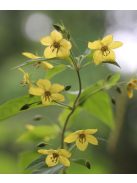 Rojtos lizinka / LYSIMACHIA ciliata 